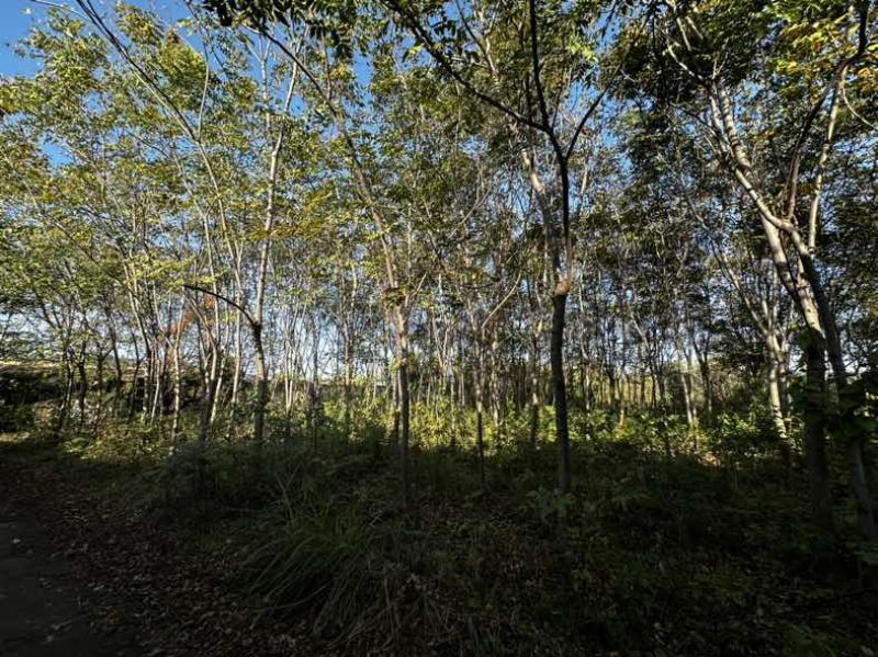 黄山栾树