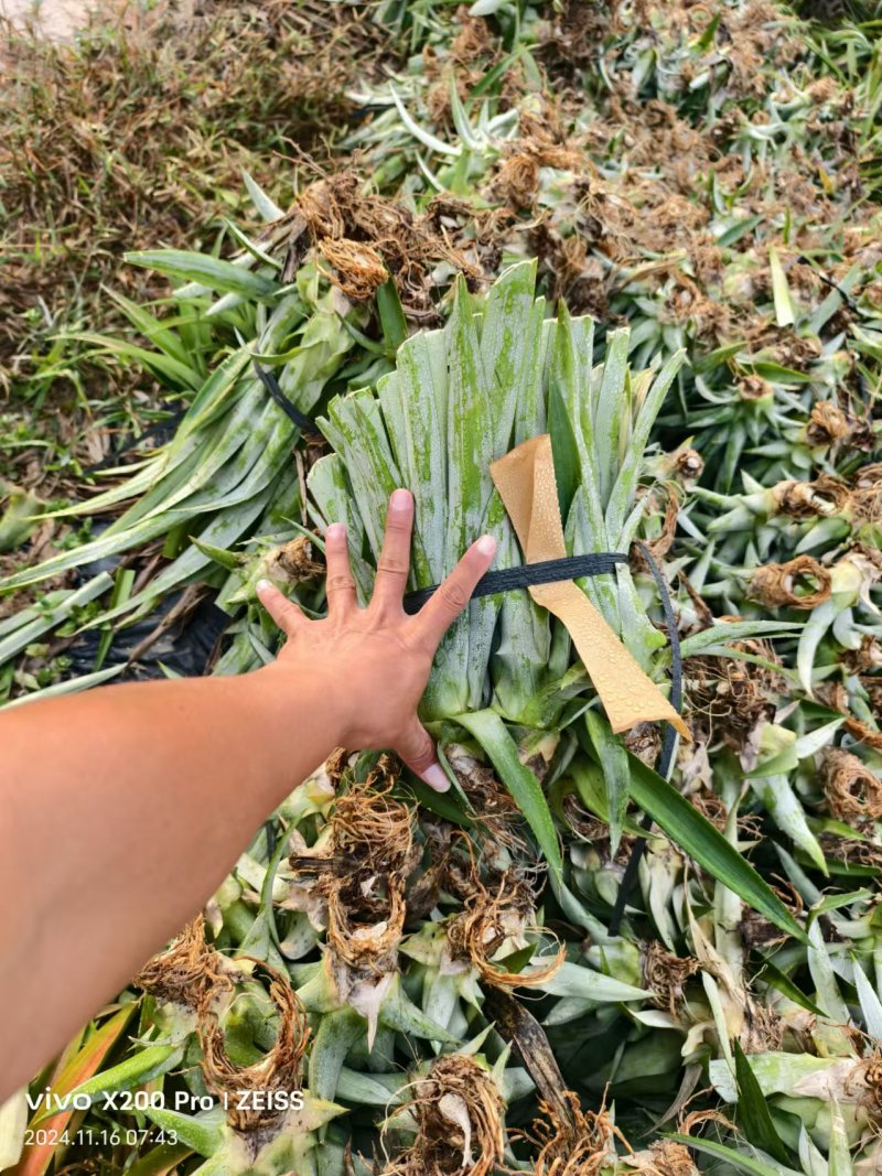 金钻凤梨苗