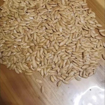 新疆美人甲南瓜子，椒盐味南瓜子，批发代发，电商平台有量有价