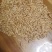 新疆美人甲南瓜子，椒盐味南瓜子，批发代发，电商平台有量有价
