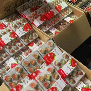 丹东牛奶草莓，九九草莓，对接全国批发商