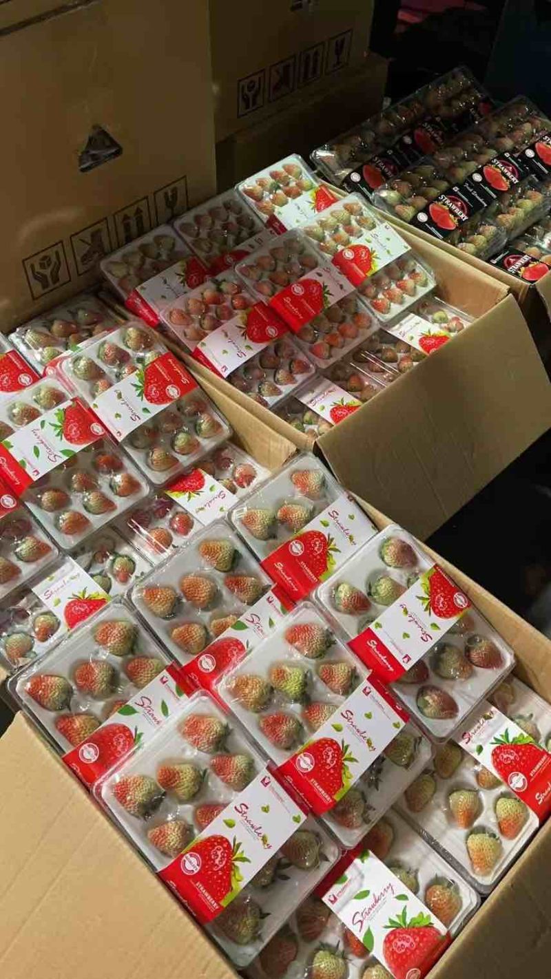 丹东牛奶草莓，九九草莓，对接全国批发商