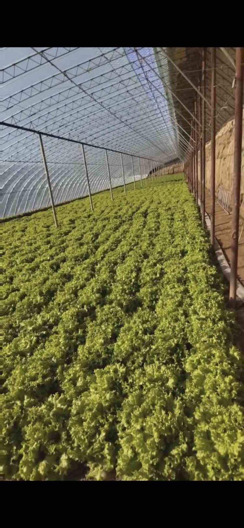 天津本地大叶生菜
