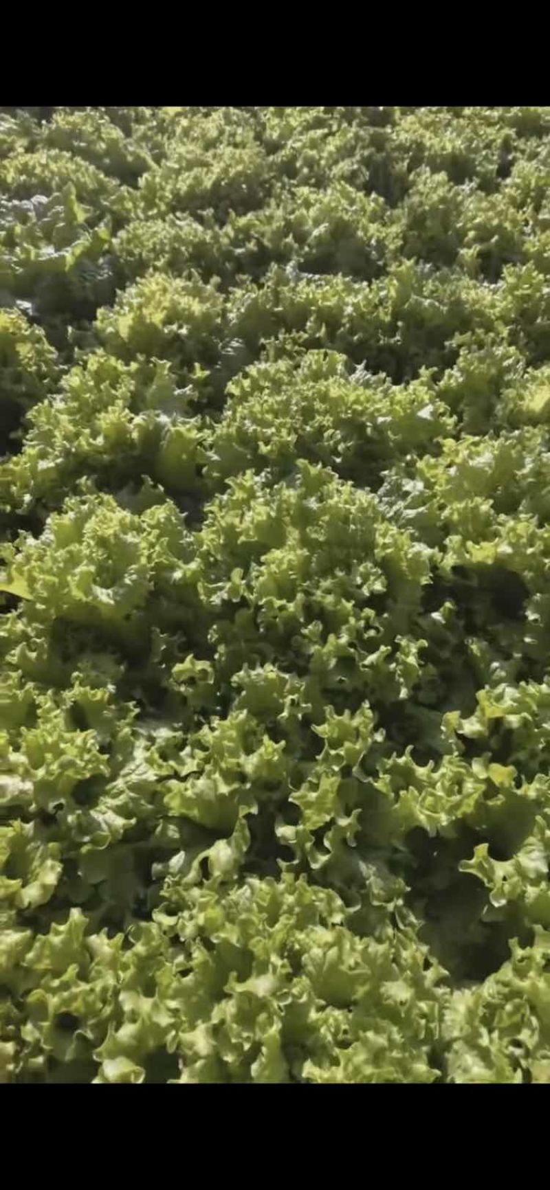 天津本地大叶生菜