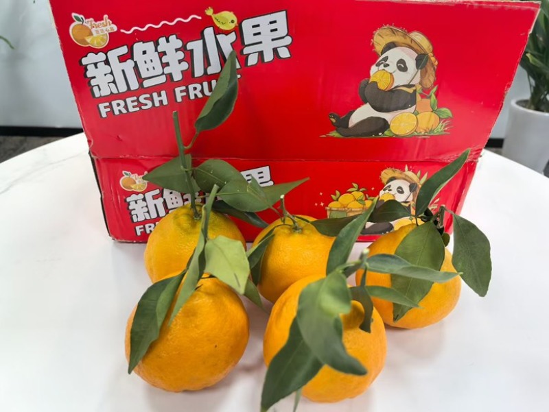 春见耙耙柑走/整车/电商/渠道/市场/团购
