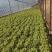 天津本地精品散叶生菜