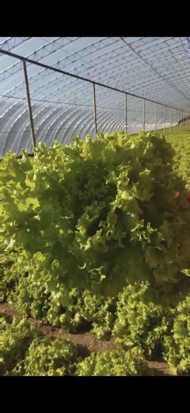 天津本地精品散叶生菜