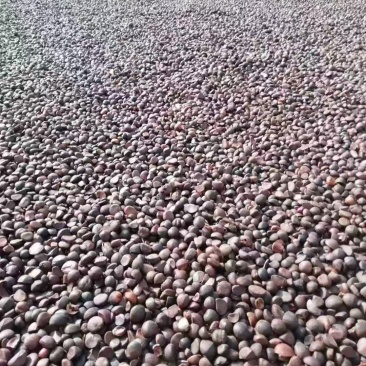 茶籽油