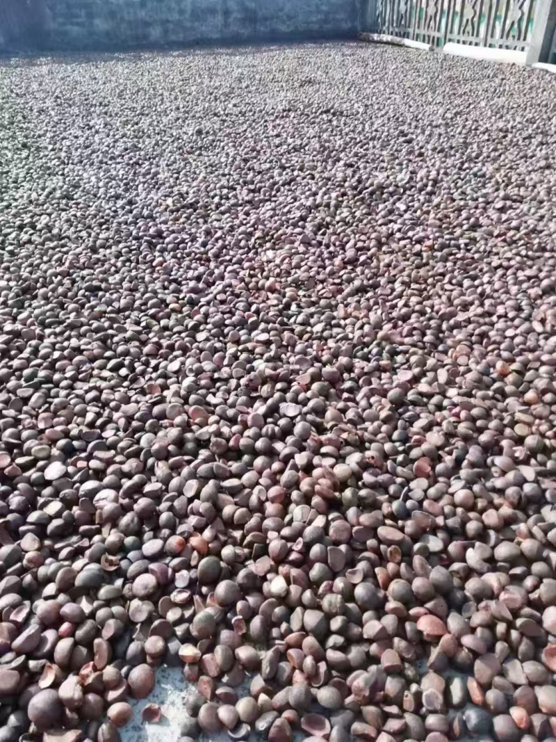 茶籽油