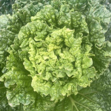 青麻叶大白菜