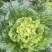 青麻叶大白菜