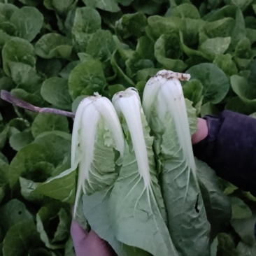 大叶菠菜上海青奶白苹人