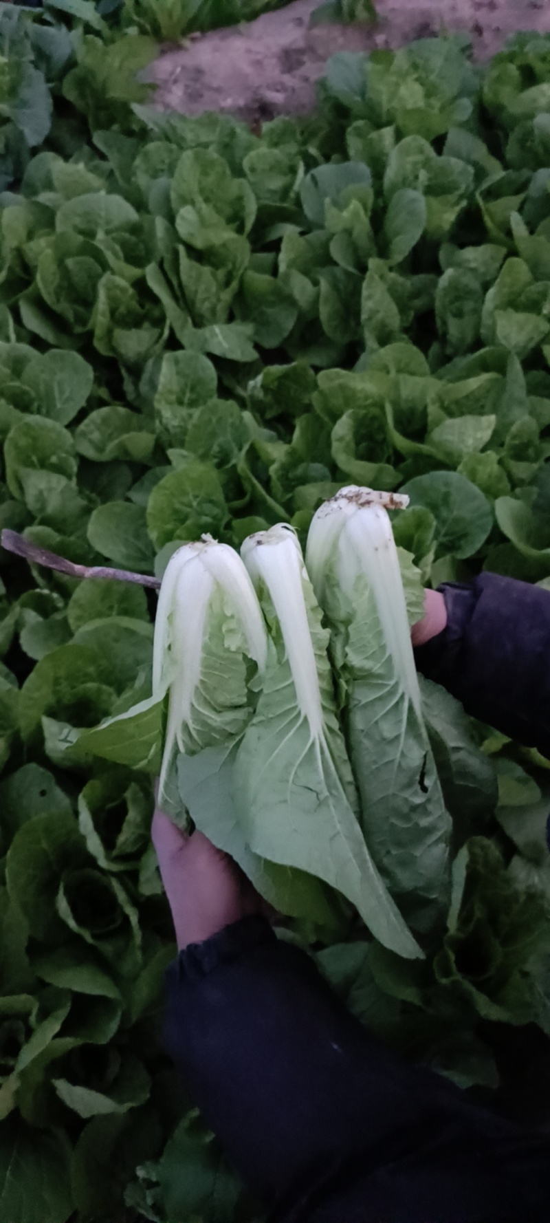 大叶菠菜上海青奶白苹人