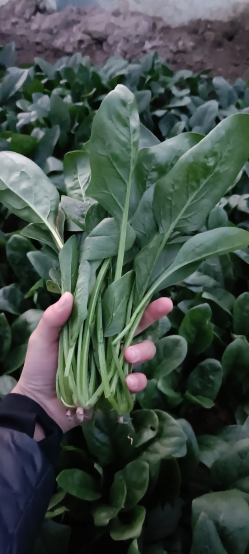 大叶菠菜上海青奶白苹人