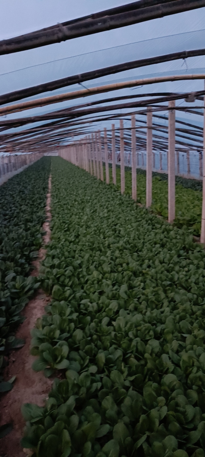 大叶菠菜上海青奶白苹人