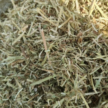 优质花生秧