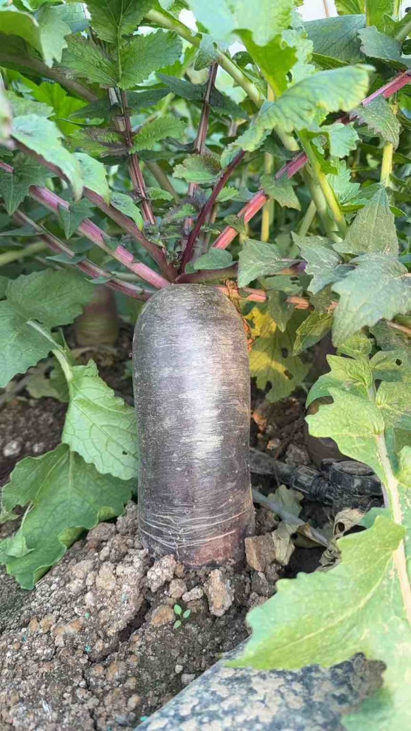 高端冰淇凌水果萝卜