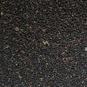 大量油菜籽
