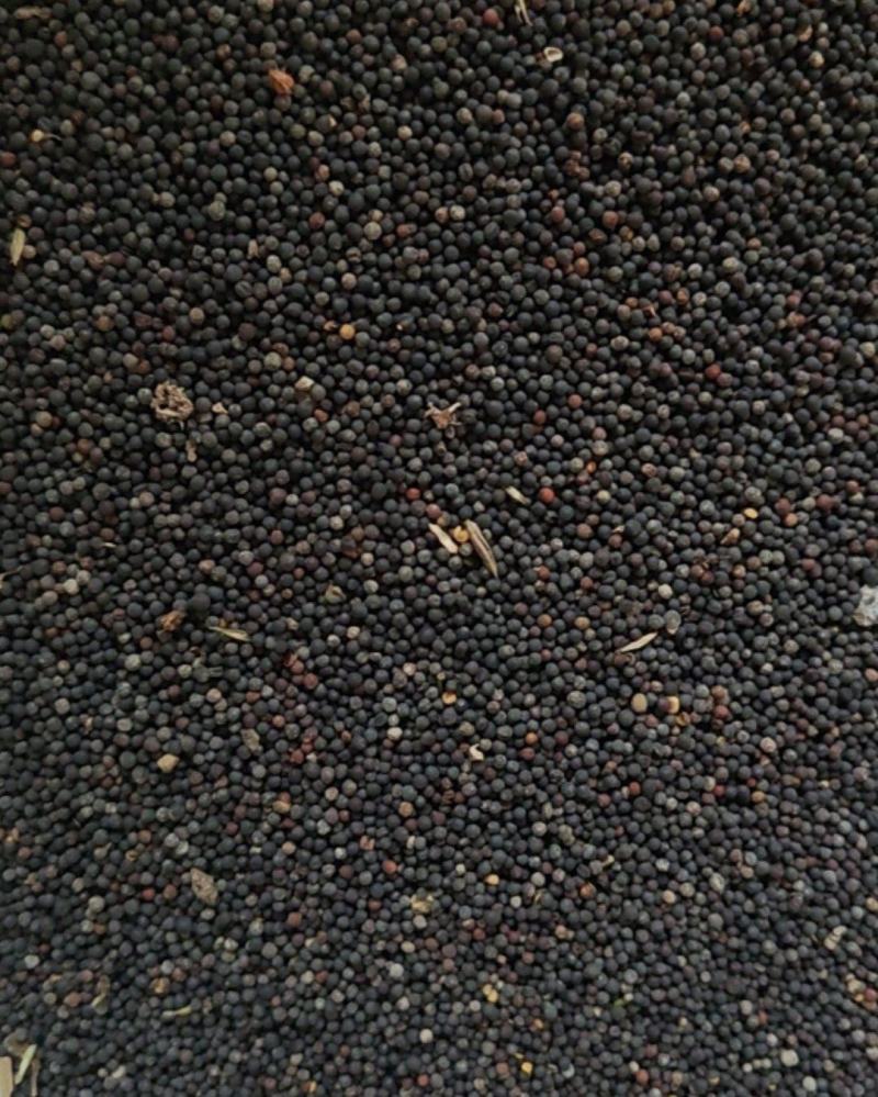 大量油菜籽