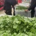 豌豆尖