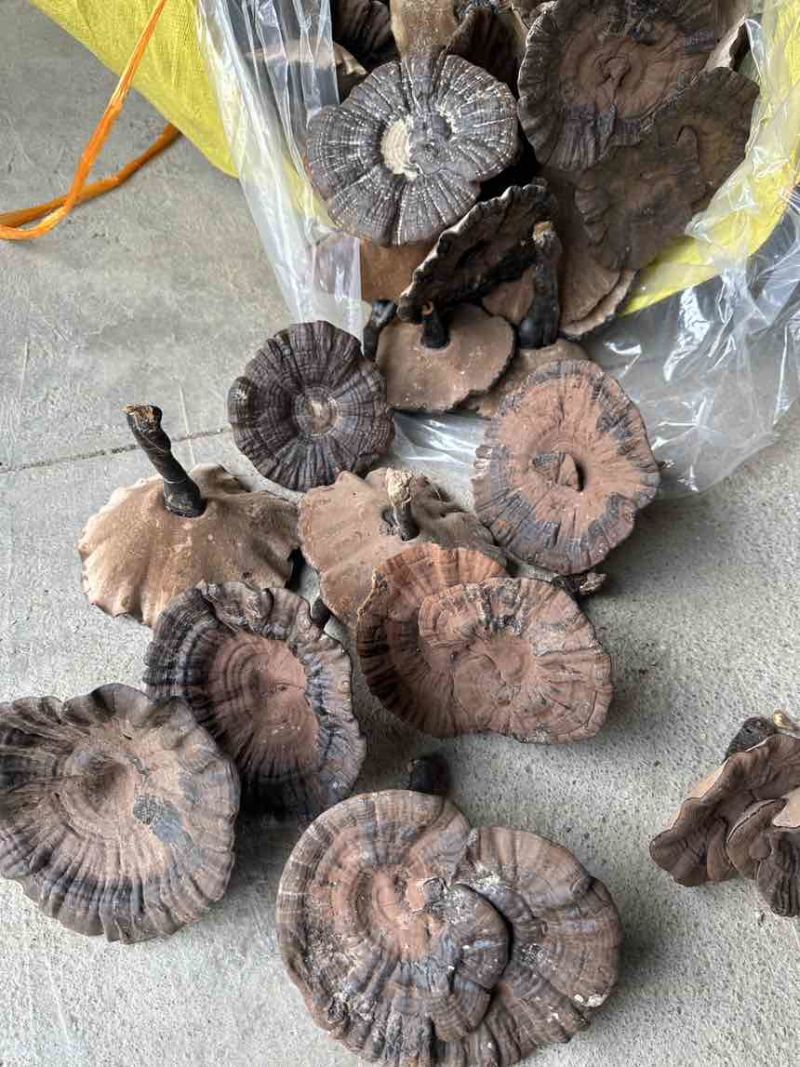 高山仿野生紫灵芝