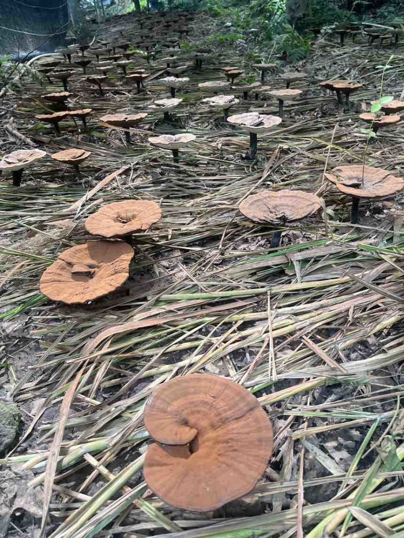 高山仿野生紫灵芝