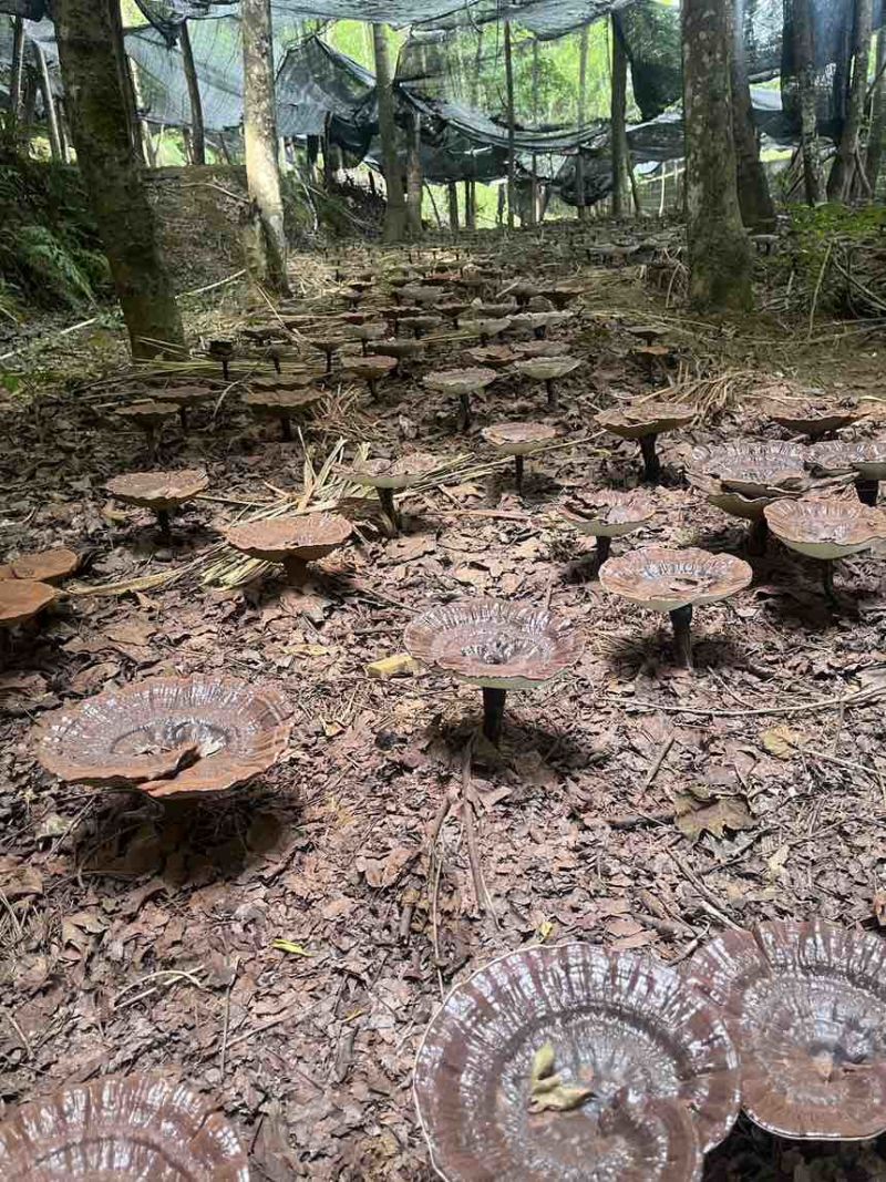 高山仿野生紫灵芝