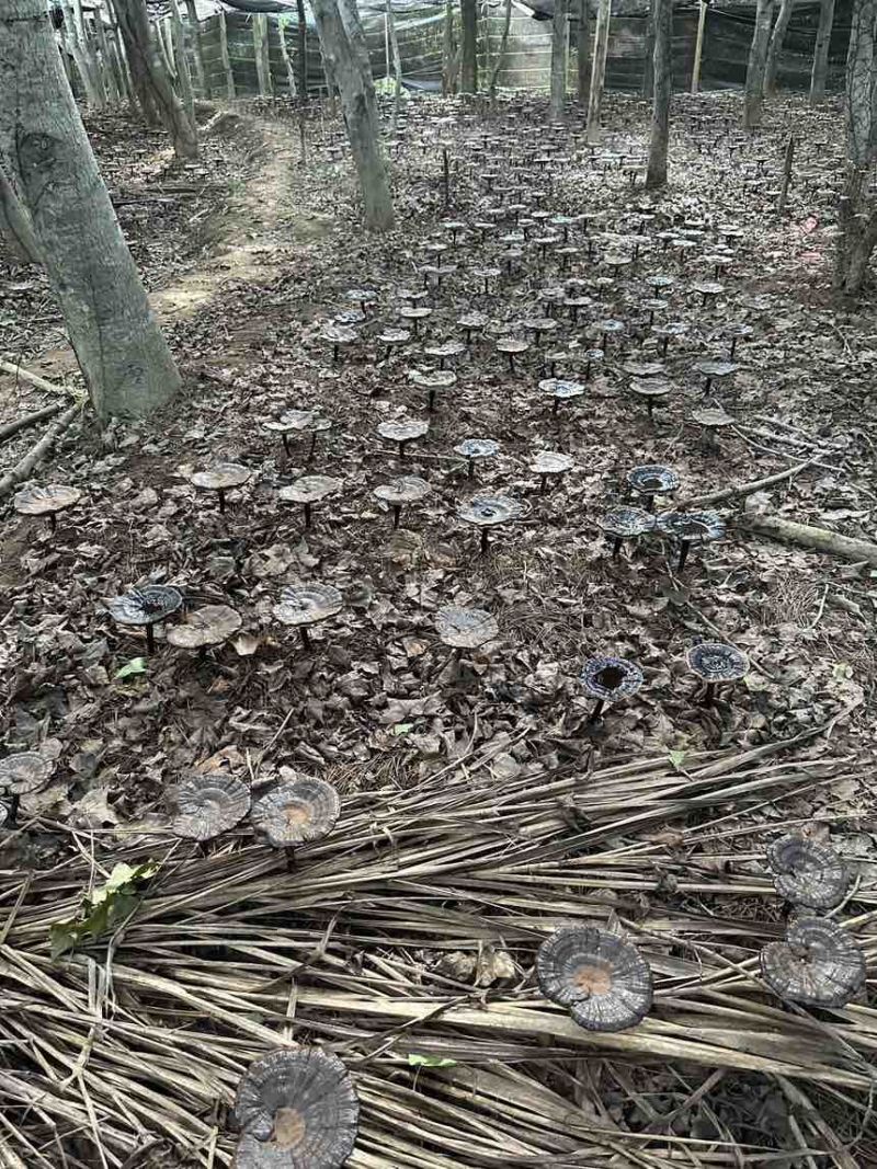 高山仿野生紫灵芝