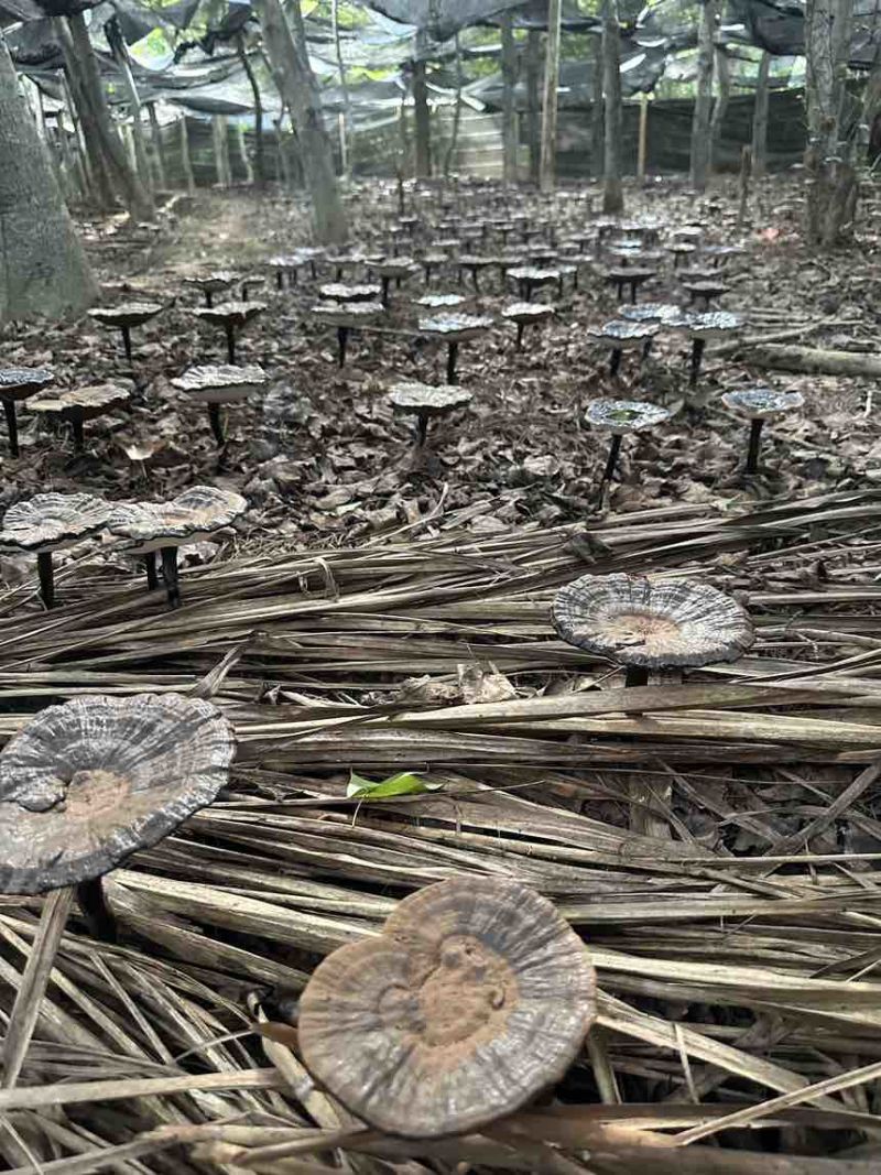 高山仿野生紫灵芝