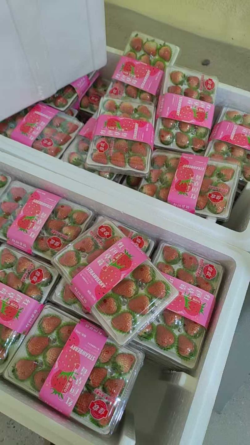 丹东九九草莓对接全国批发市场商超