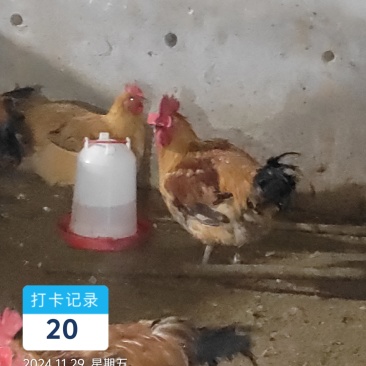 肉鸡