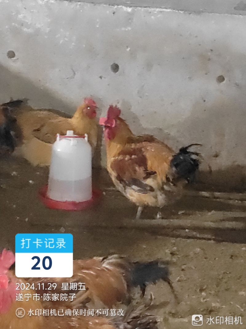 肉鸡