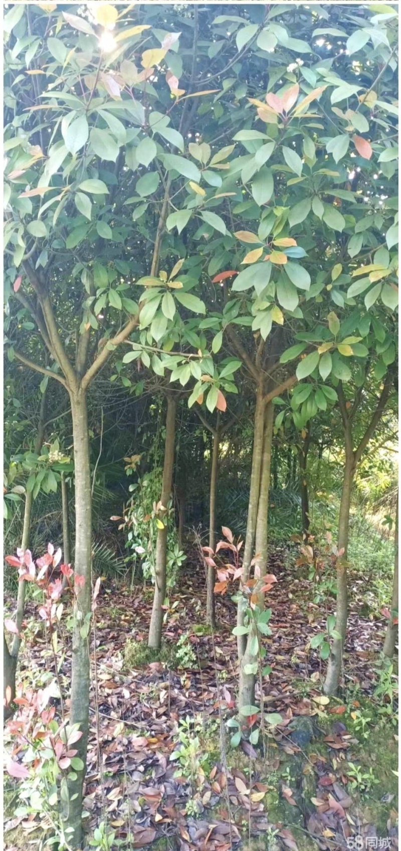 桂花树大约1500棵，树高2米多，在马路旁边好采挖