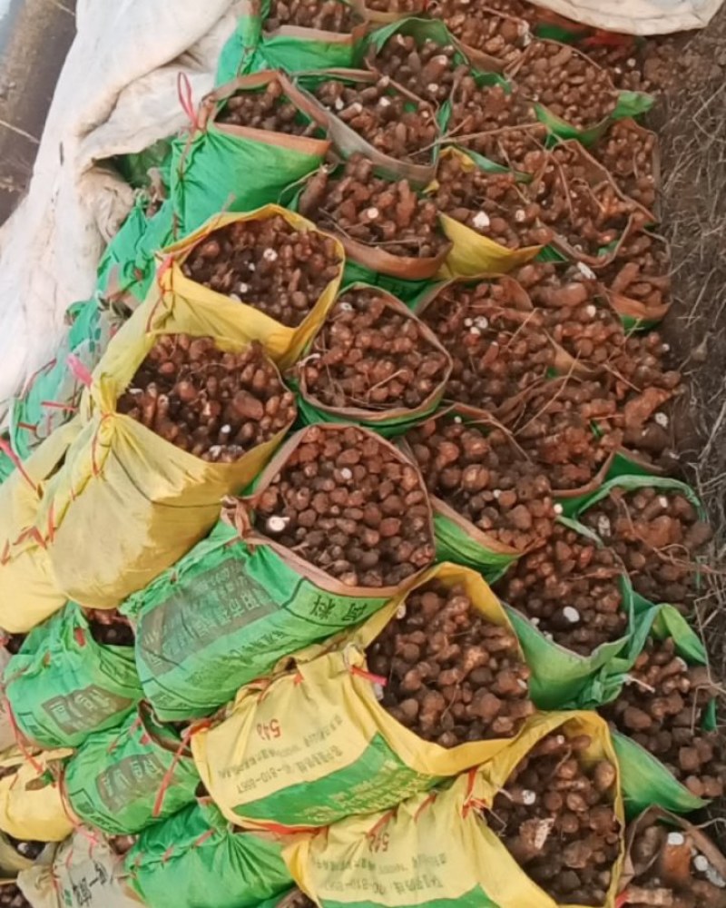 河南铁棍山药种子