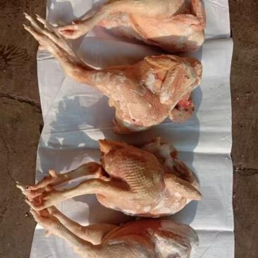 种母鸡，20吨，种公鸡，14吨便宜出