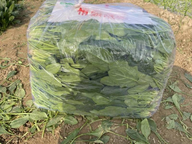 菠菜大量有货各种规格都有