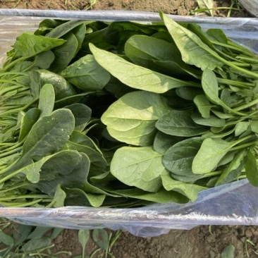 菠菜大量有货各种规格都有