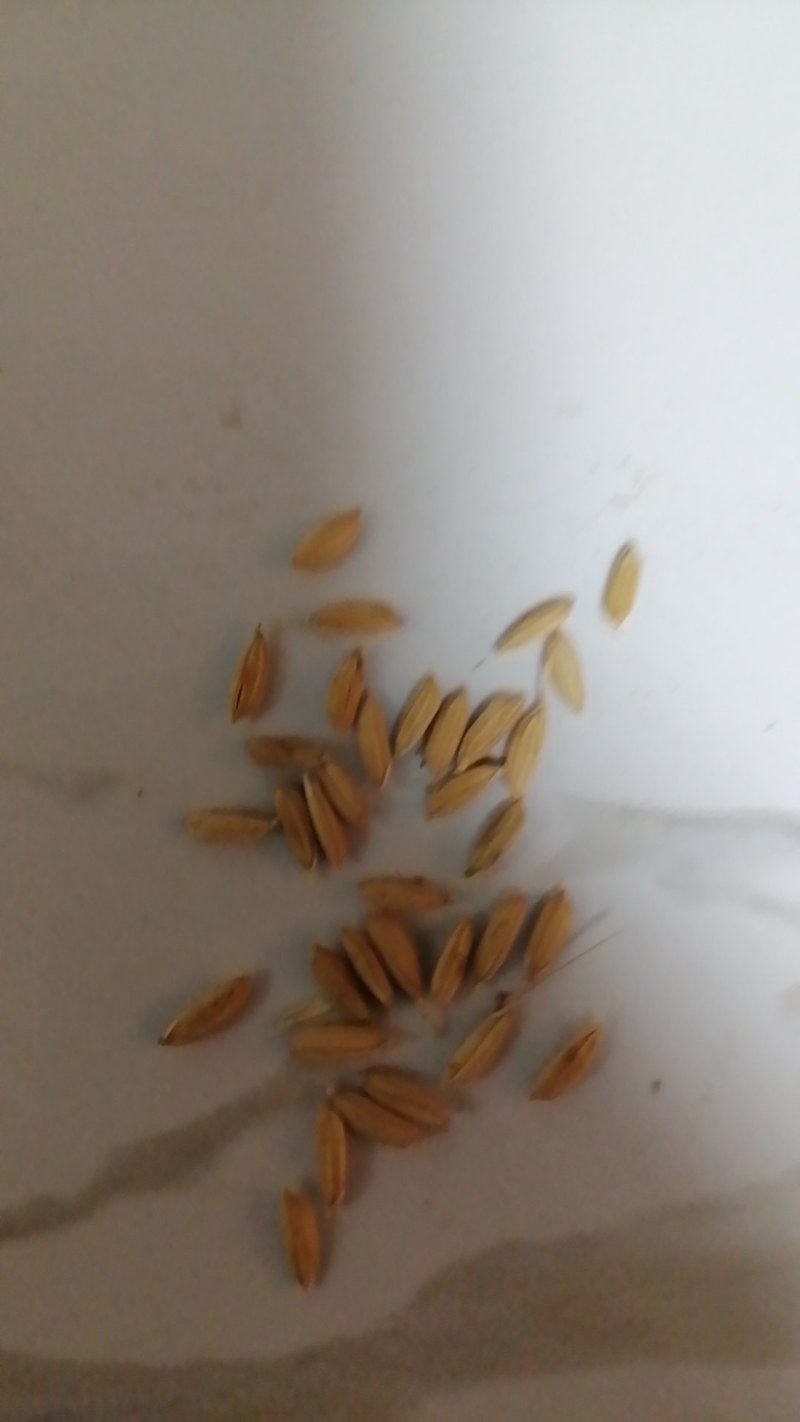 哈粳稻6号水稻