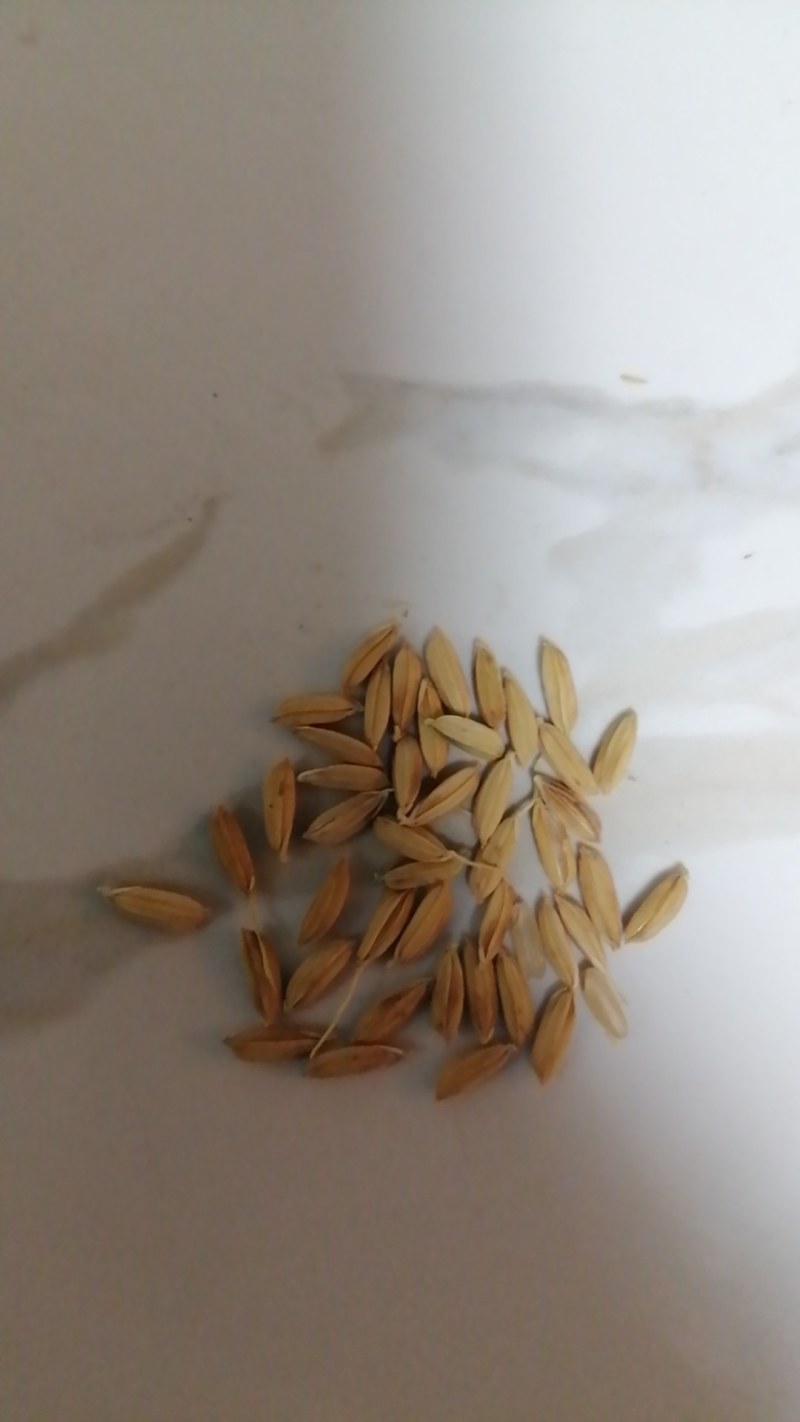 哈粳稻6号水稻