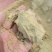 小米油糠，小米2/3道糠，蛋白13脂肪13，小米糠粉