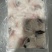 黑鱼片