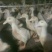 肉鸭