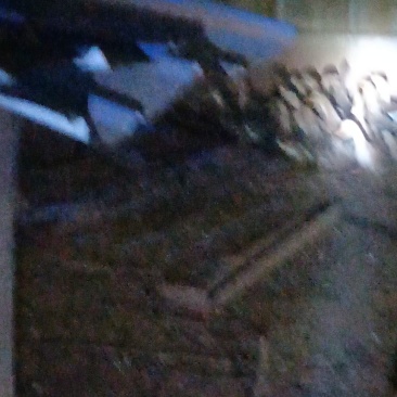 宜宾市翠屏区鸭子。现有三十只，已经四个多月，