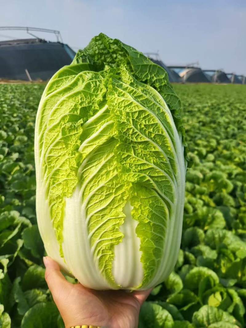 价格便宜质量好345-456-789都有支持各种包装需要来电