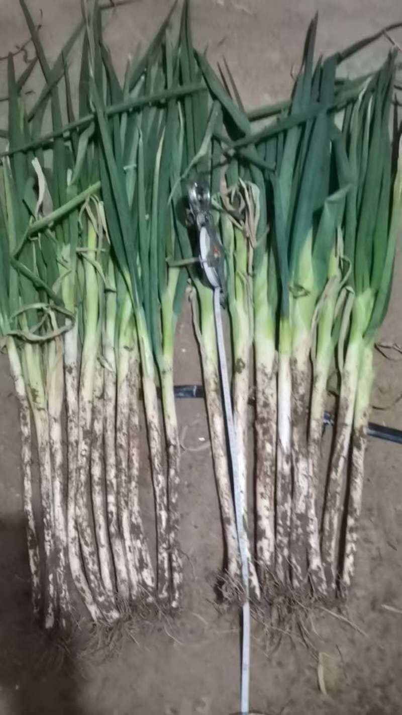 长白大葱