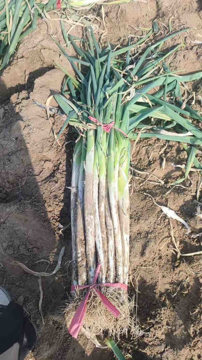 长白大葱