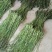 邳州特产（特级贡菜）