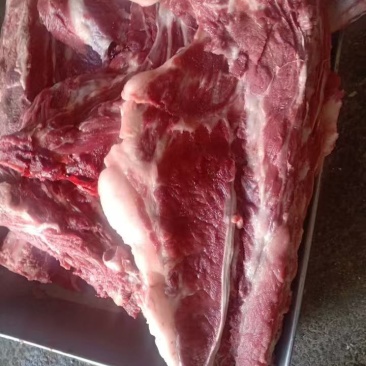 母猪龙骨大量出货多肉量大欢迎来电价格优惠