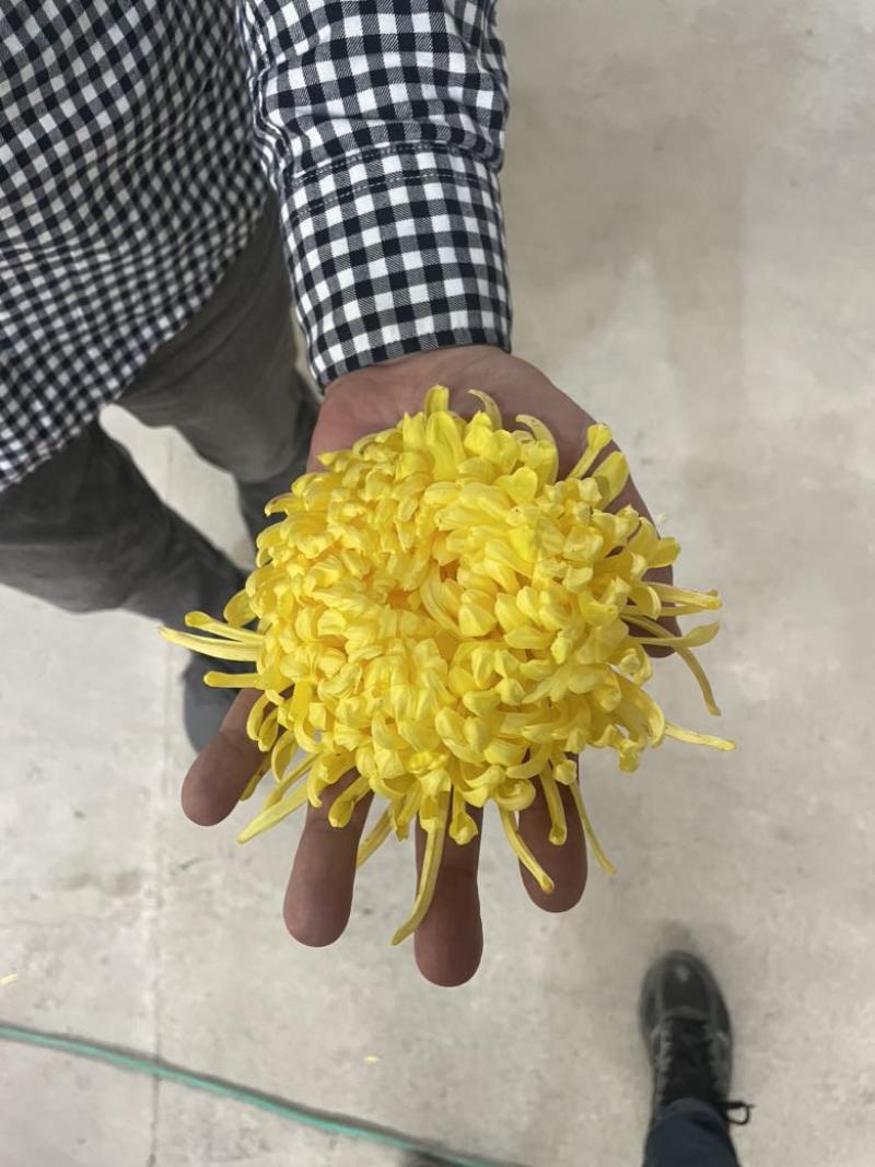 金丝皇菊