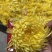 金丝皇菊